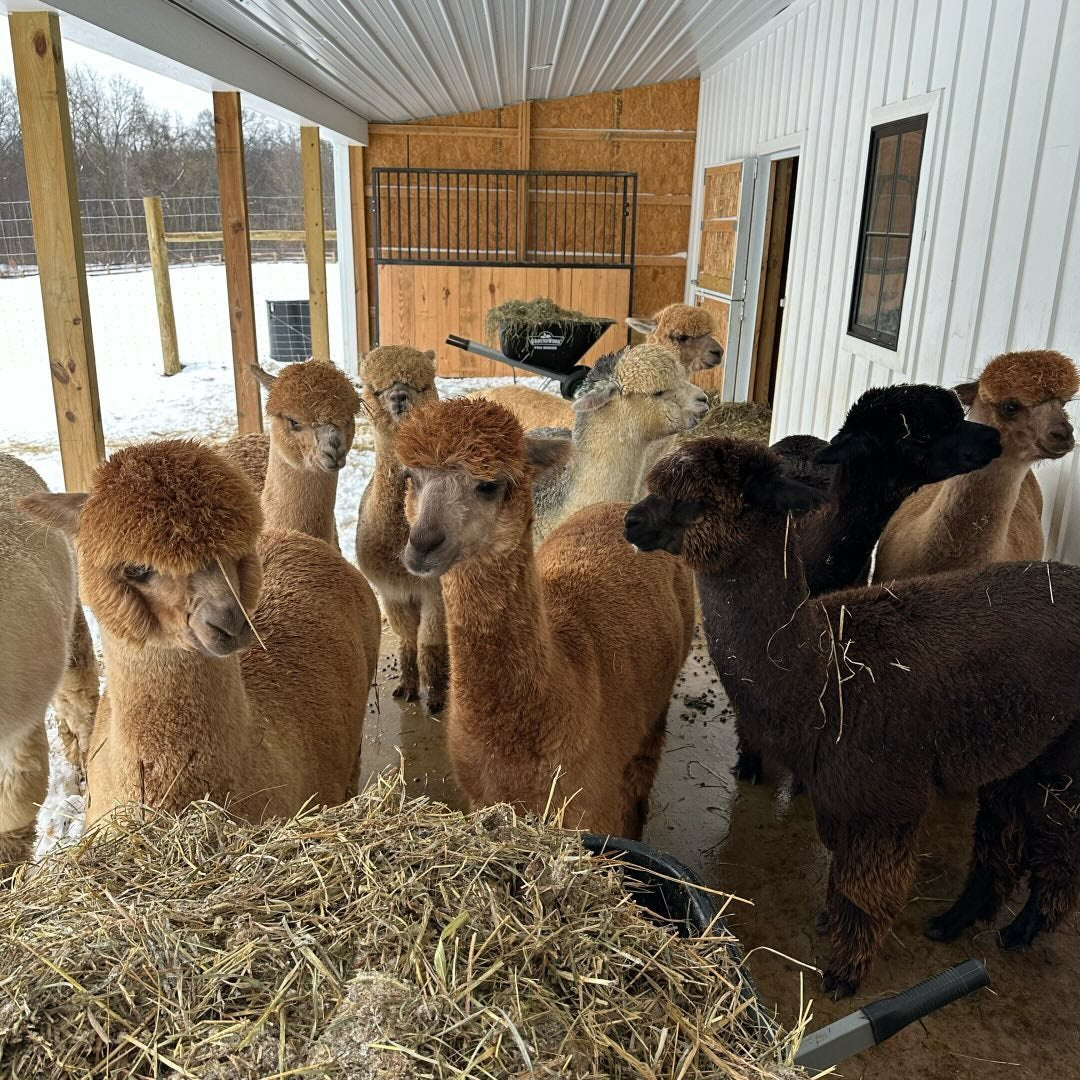 Alpaca Goods – Exbury Farm
